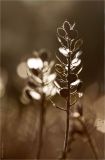 genus Alyssum. Соплодие. Ростовская обл., Мясниковский р-н, окр. хут. Недвиговка, степная балка. 12.09.2011.