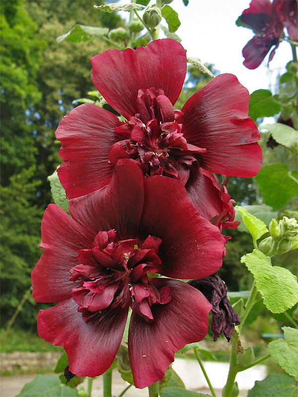 Изображение особи Alcea rosea.