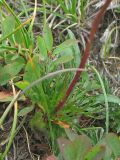 Senecio carpathicus