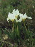 Iris pumila