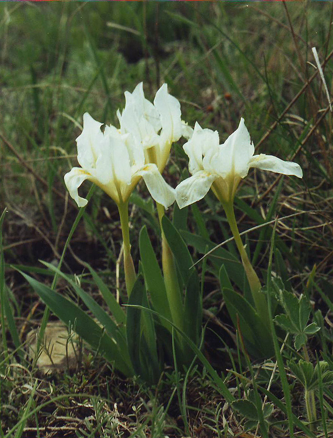 Image of Iris pumila specimen.