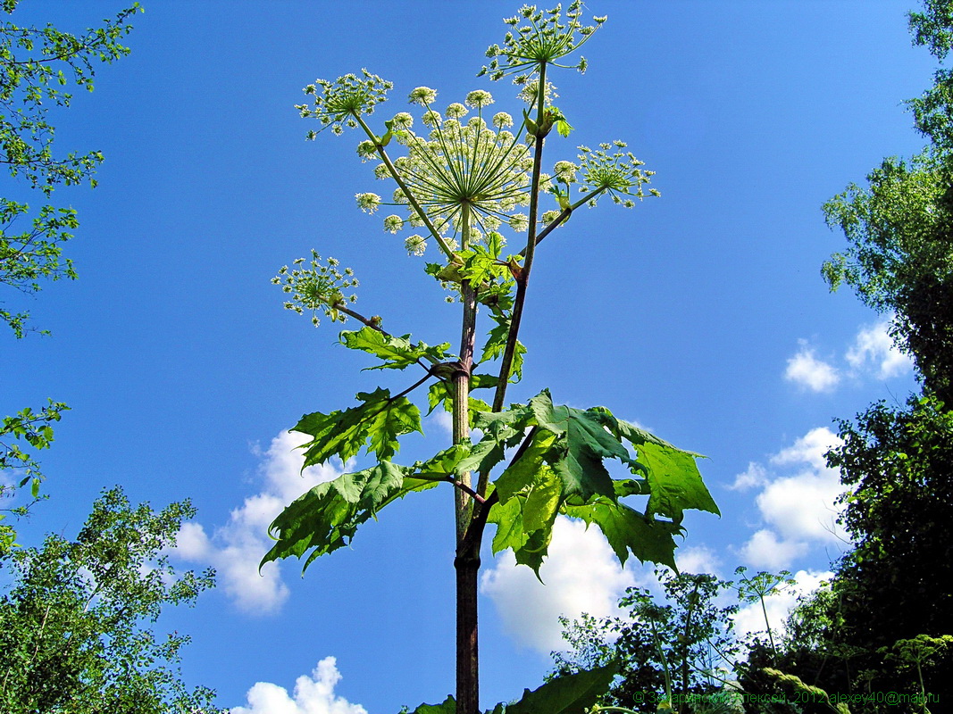 Image of Heracleum sosnowskyi specimen.