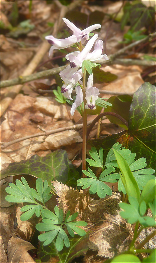 Image of Corydalis paczoskii specimen.