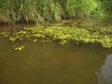 Persicaria amphibia