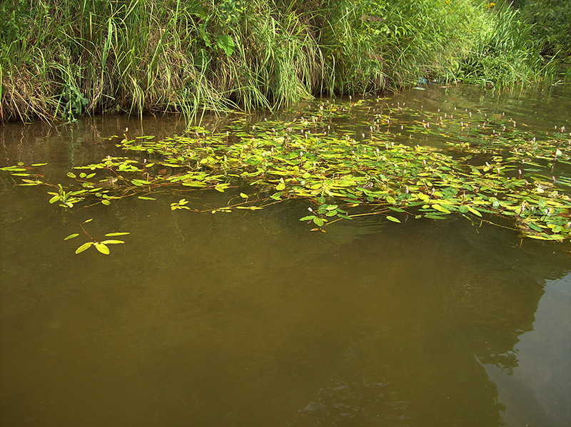 Image of Persicaria amphibia specimen.