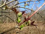 Sambucus racemosa