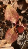 Image of taxon representative. Author is Михаил Лучкин