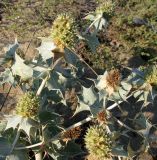 Eryngium maritimum