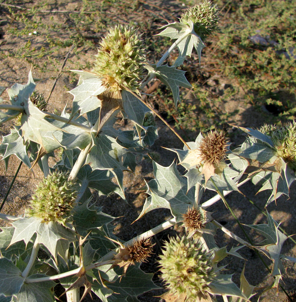 Изображение особи Eryngium maritimum.