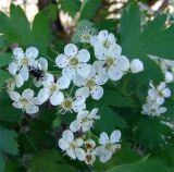 Crataegus songarica