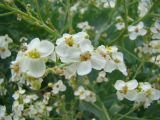 Crambe maritima