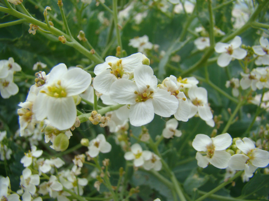 Image of Crambe maritima specimen.