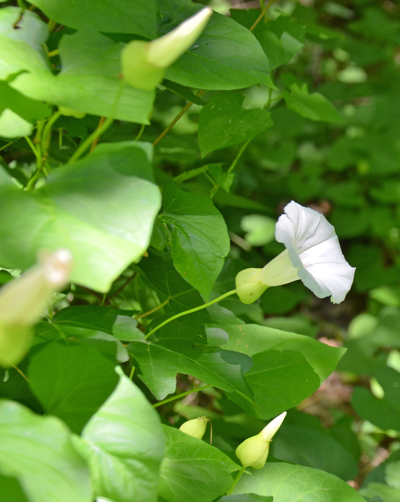 Image of Calystegia silvatica specimen.