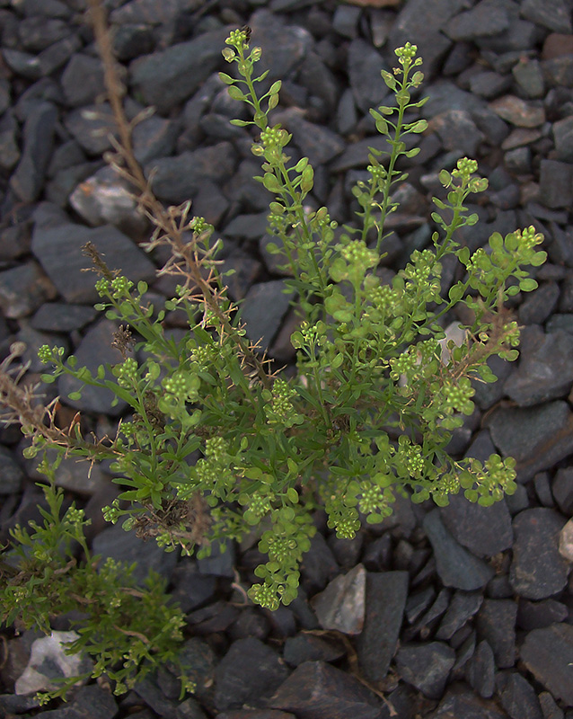 Image of Lepidium densiflorum specimen.