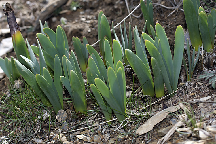 Изображение особи Ungernia oligostroma.