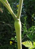 Chaerophyllum bulbosum