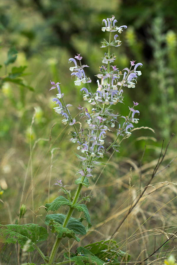 Изображение особи Salvia sclarea.