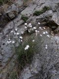 Dianthus cretaceus