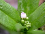 Myosotis palustris