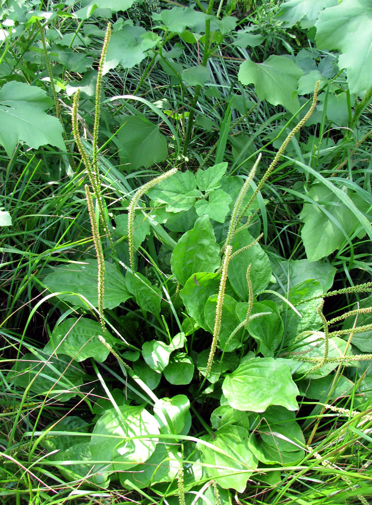 Image of Plantago major specimen.