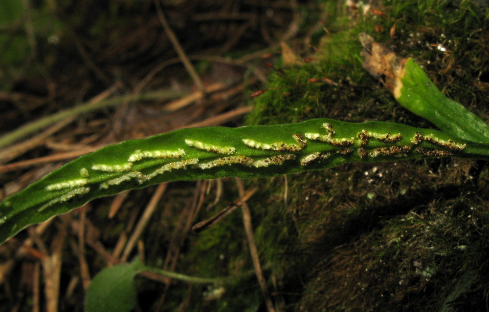 Image of Camptosorus sibiricus specimen.