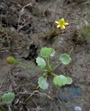 Halerpestes sarmentosa