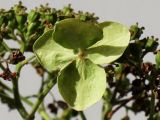 Hydrangea petiolaris