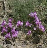 Astragalus subuliformis