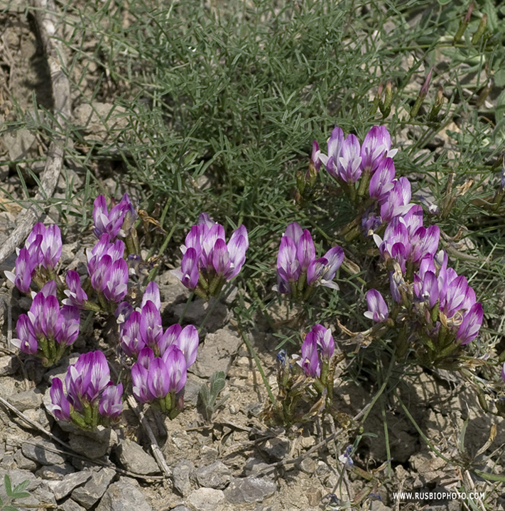 Изображение особи Astragalus subuliformis.