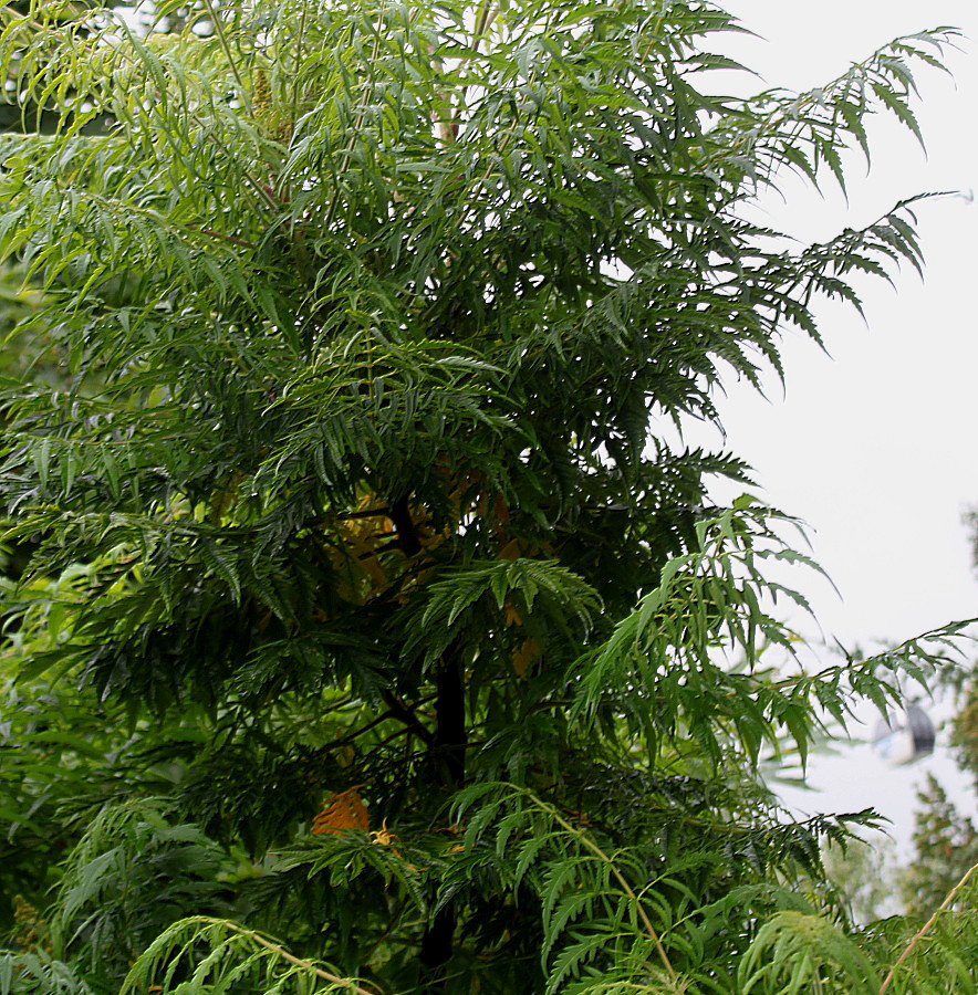 Image of genus Rhus specimen.