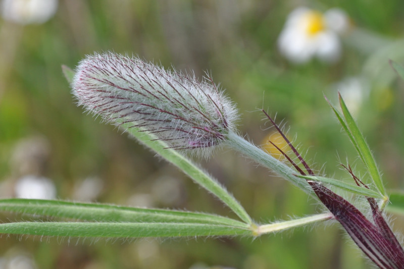 Image of Trifolium purpureum specimen.