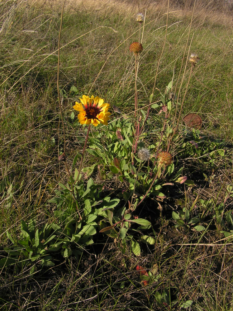 Image of Gaillardia &times; grandiflora specimen.