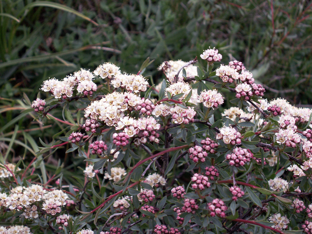 Изображение особи Spiraea tianschanica.