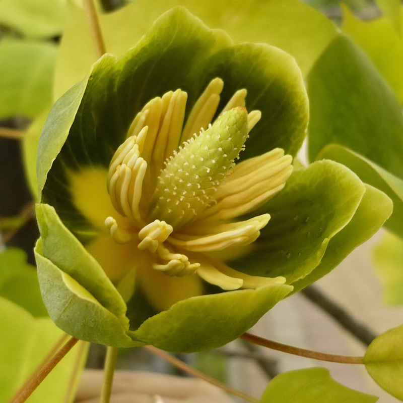 Image of Liriodendron tulipifera specimen.