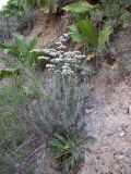 Goniolimon eximium. Зацветающее растение. Киргизия, Чуйская обл., северный склон Киргизского хр. 9 июня 2012 г.