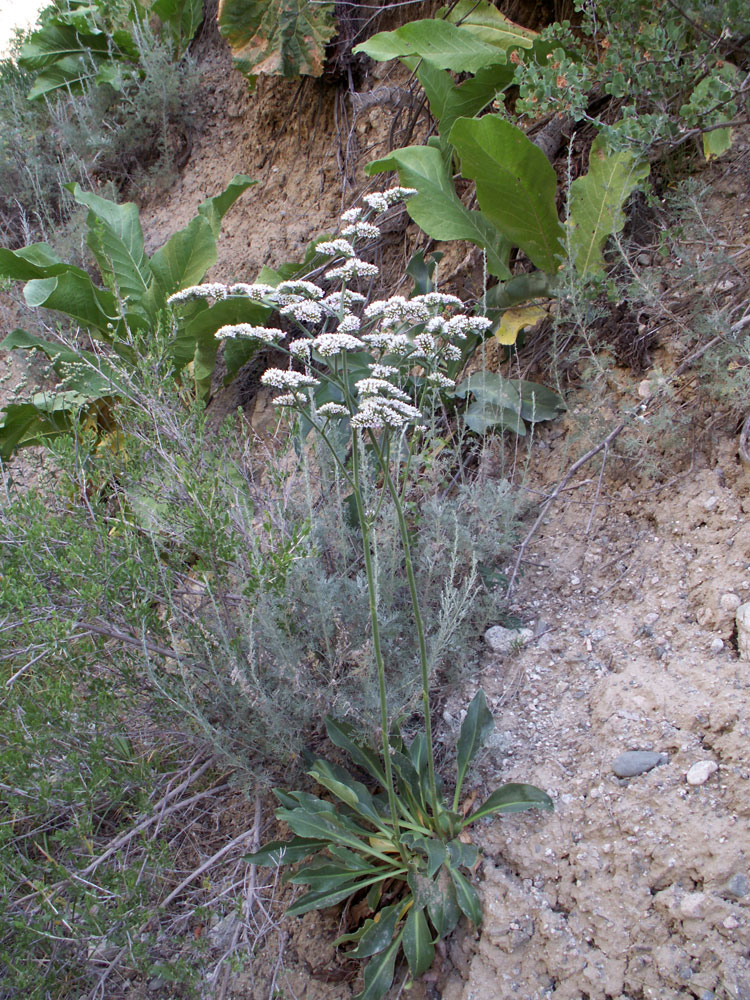 Image of Goniolimon eximium specimen.