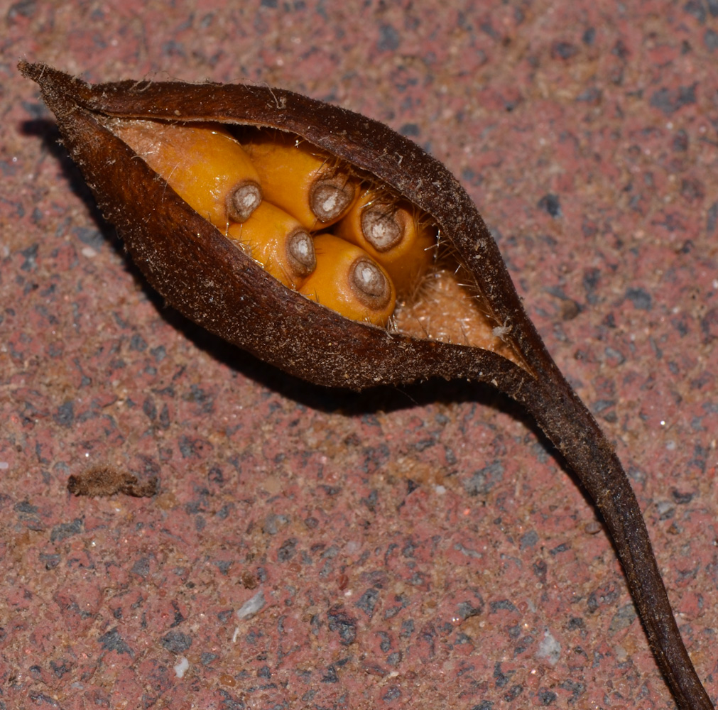 Image of Brachychiton rupestris specimen.