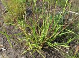 Festuca pratensis