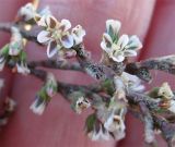 Polygonum equisetiforme