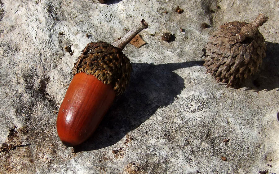 Изображение особи Quercus calliprinos.