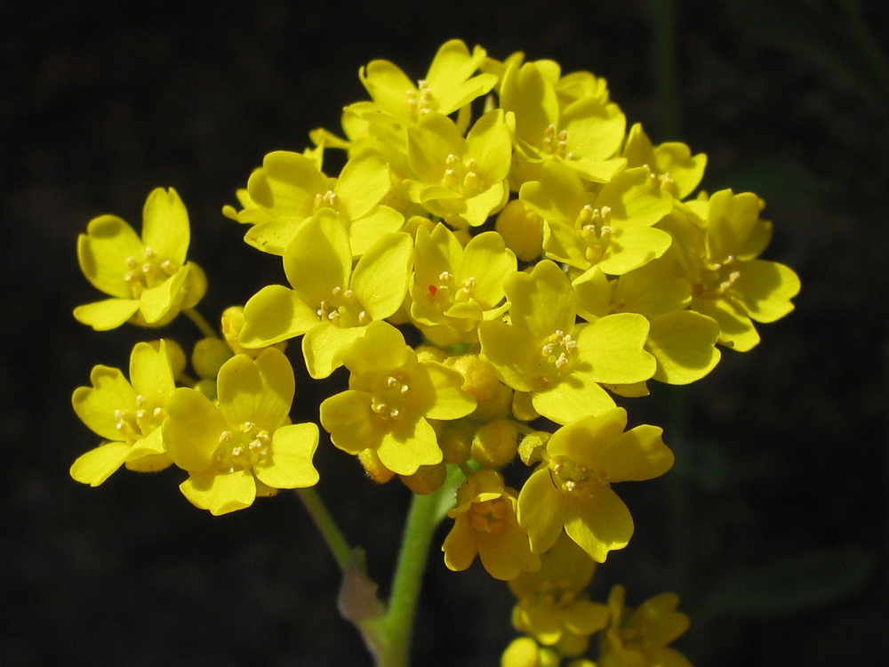 Image of Aurinia saxatilis specimen.