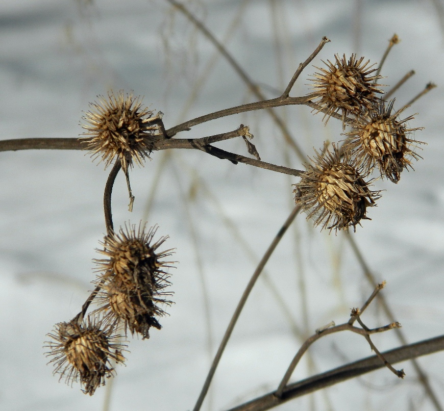 Image of Arctium tomentosum specimen.