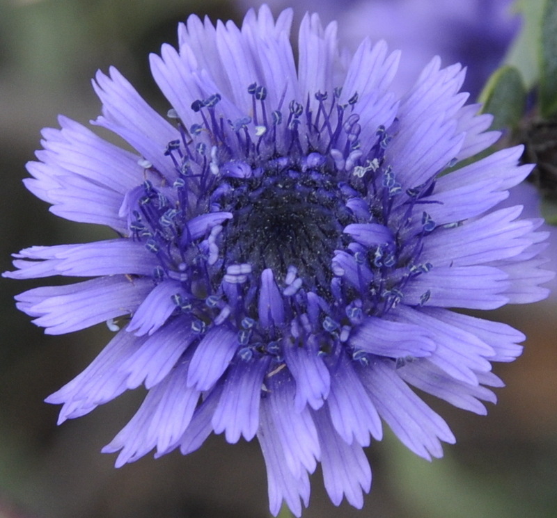 Изображение особи Globularia alypum.