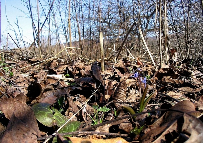 Image of Scilla kladnii specimen.