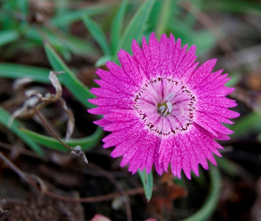 Изображение особи Dianthus chinensis.