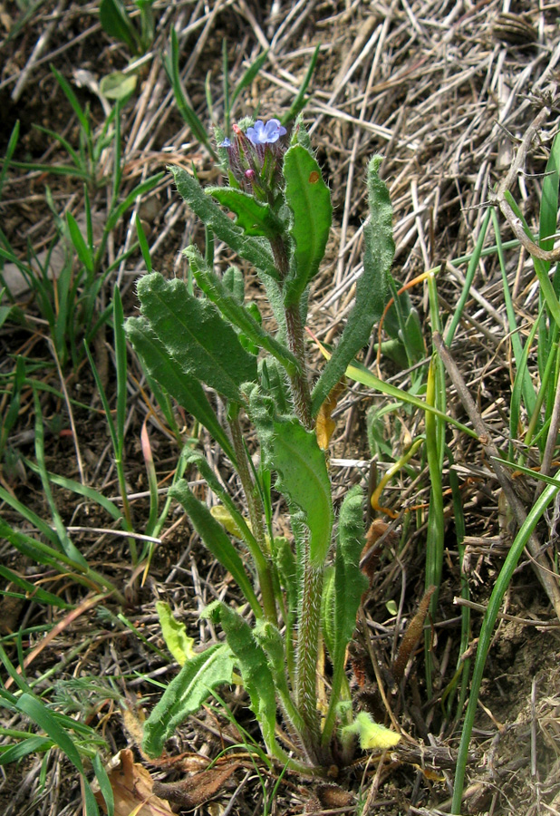 Image of genus Lycopsis specimen.