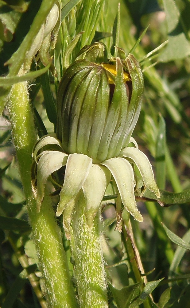 Image of genus Taraxacum specimen.