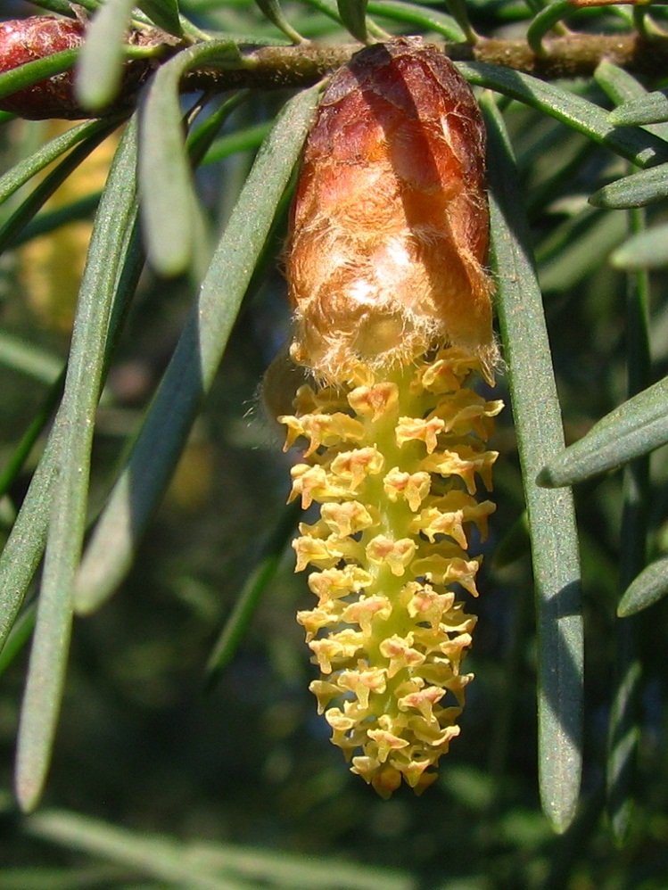 Изображение особи Pseudotsuga menziesii.