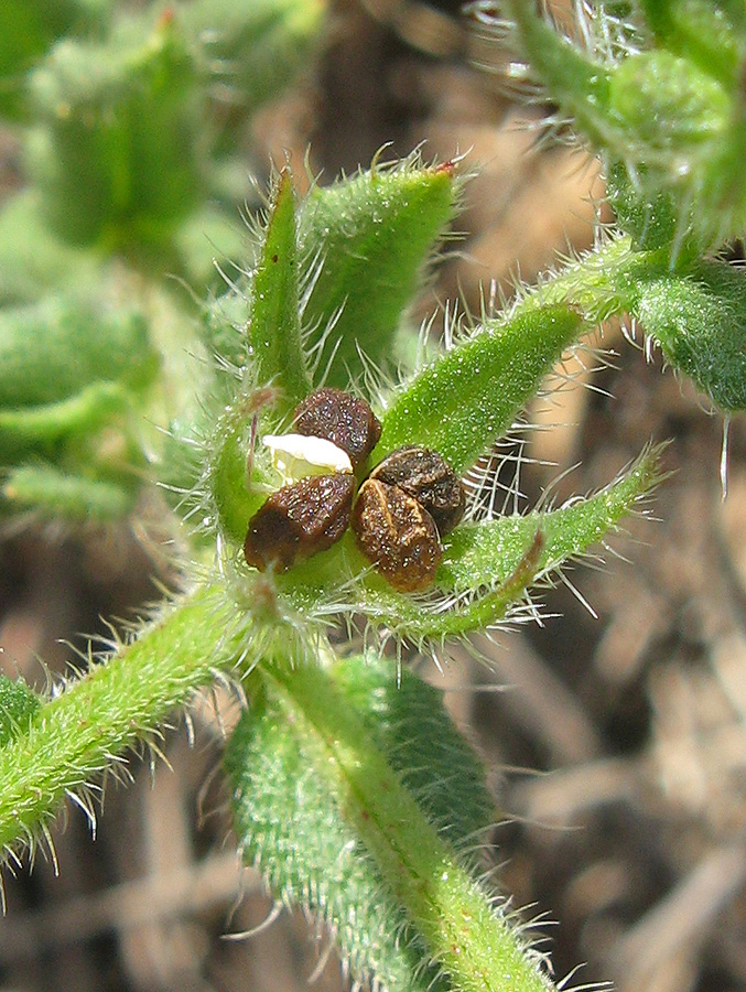 Image of genus Lycopsis specimen.