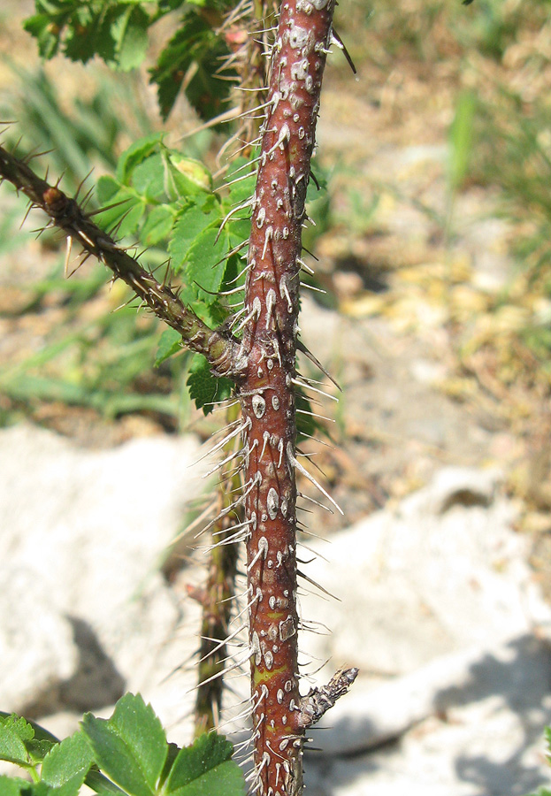 Изображение особи Rosa spinosissima.